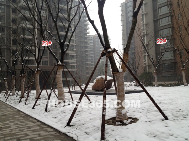 2013年1月上旬嘉里桦枫居实景图-22、23号楼
