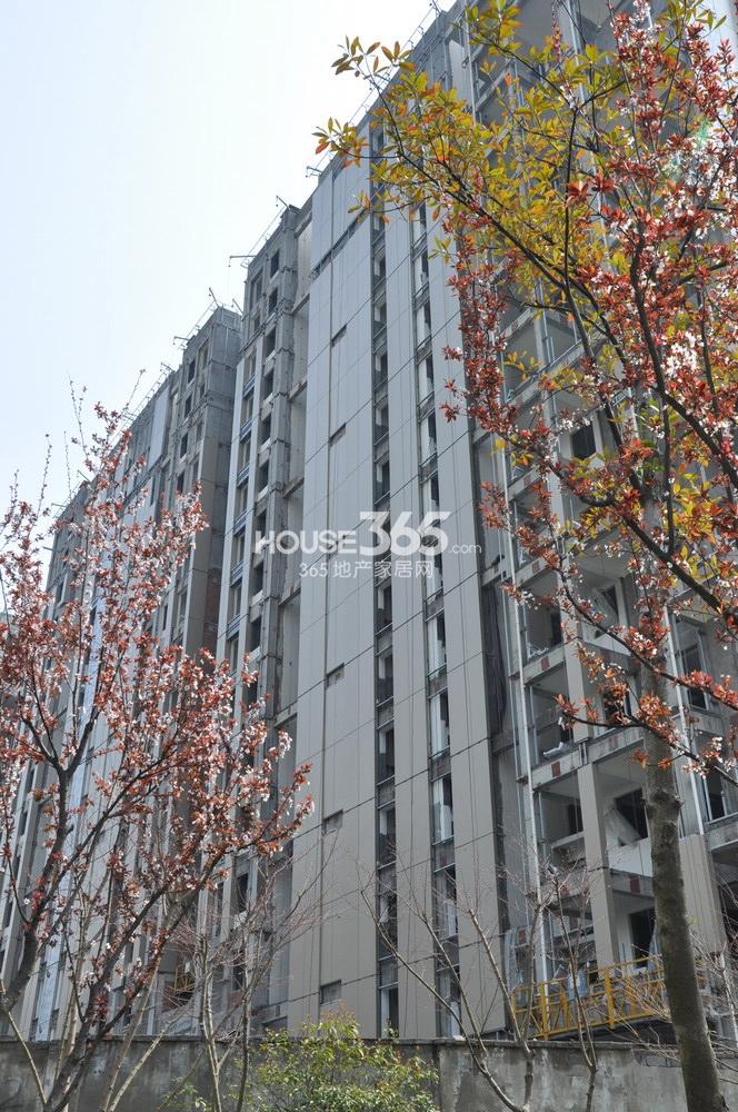 滨江金色黎明项目实景图 2013年3月
