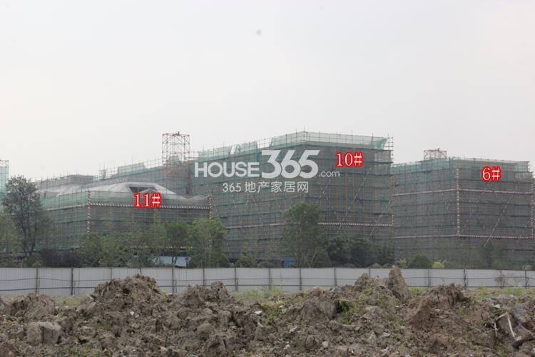 绿城西溪融庄6、10、11号楼6月实景图 2014.6.13