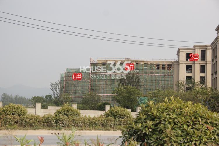 绿城西溪融庄2、5、6号楼6月实景图 2014.6.13