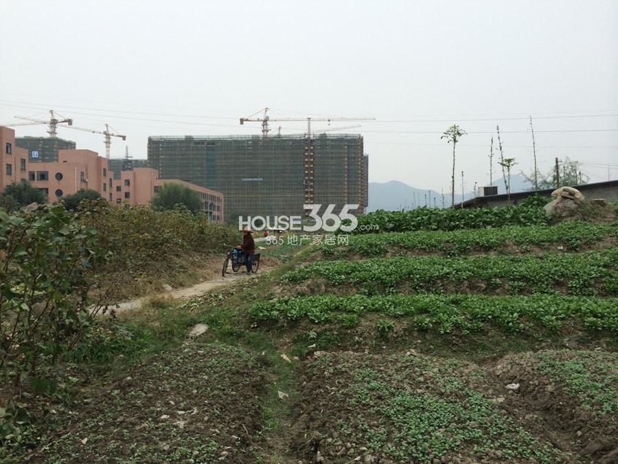天阳晴朗案场和公交站之间的菜地  2014年11月摄