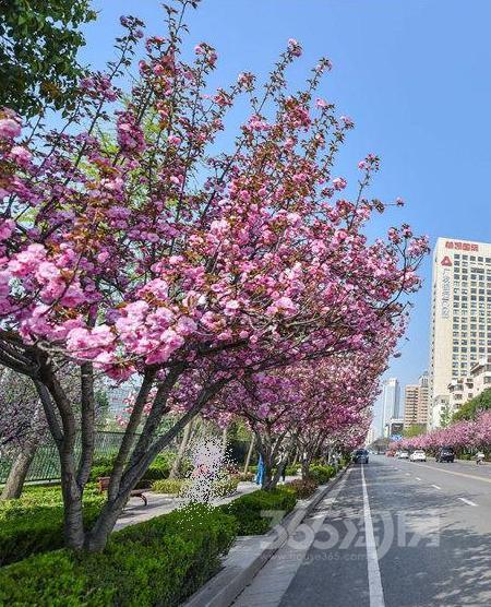 樱花二路高新小学旁有指标大道精装庆安颐秀园3室2厅1卫v小学学区科学实验图片
