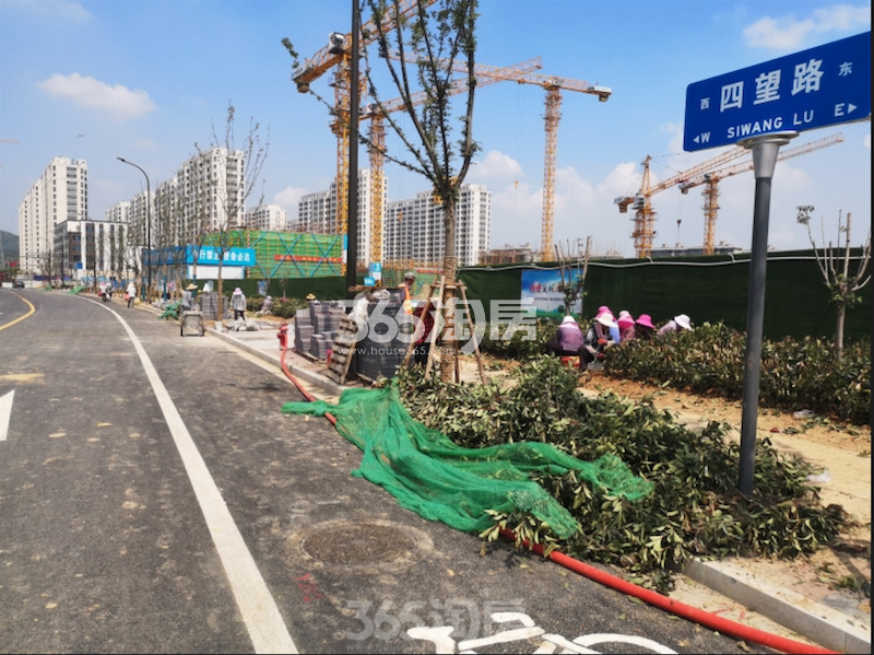 招商正荣东望府四望路、绿化修建实景图（8.2）