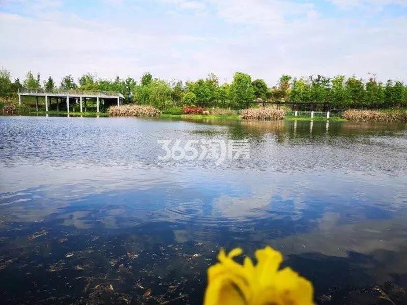 悦东方臻园附近的八工段直流河实景图（2019年6月）