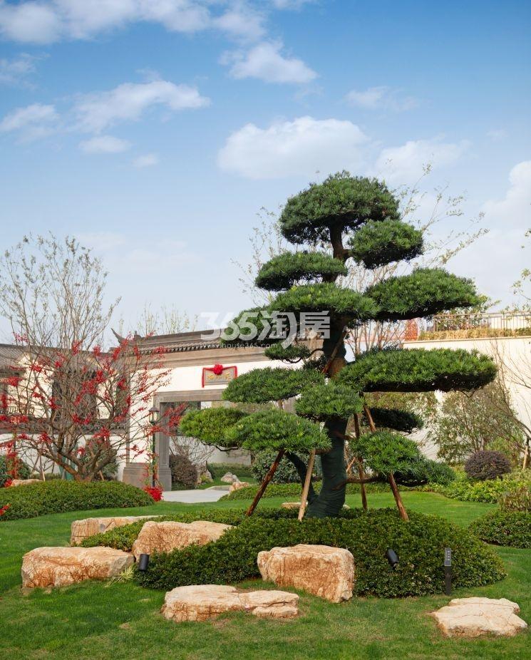 绿城曼陀花园示范区实景图（2019.12）