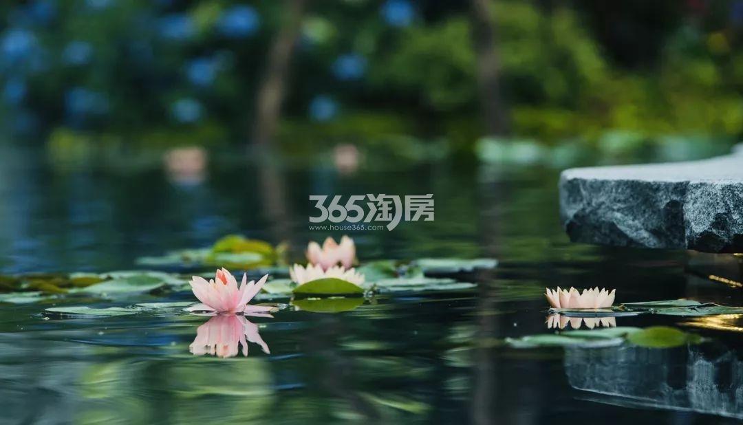 皓玉府示范区实景（2019.7）
