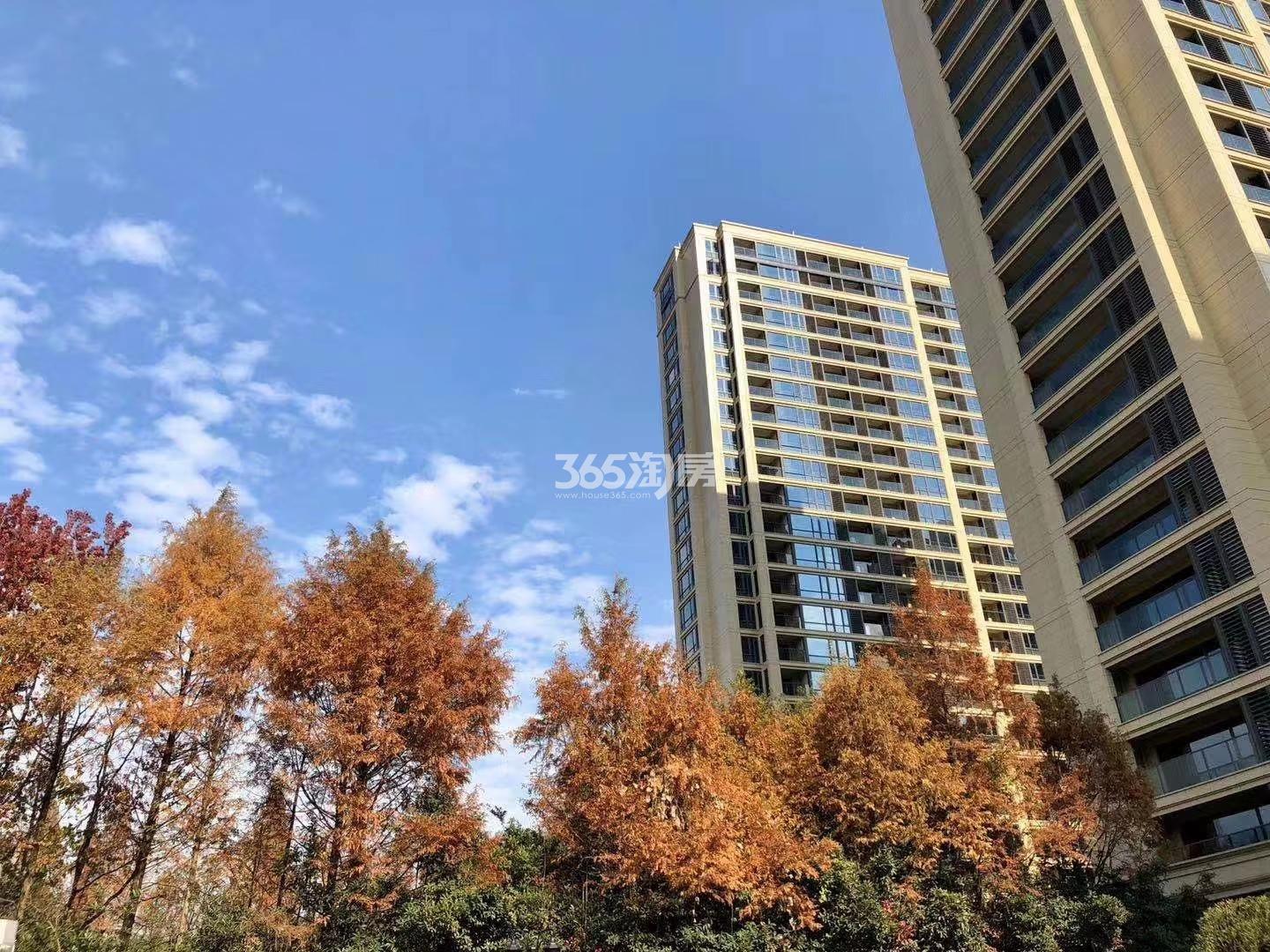 绿城雲杉郡交付时间（2019.12）