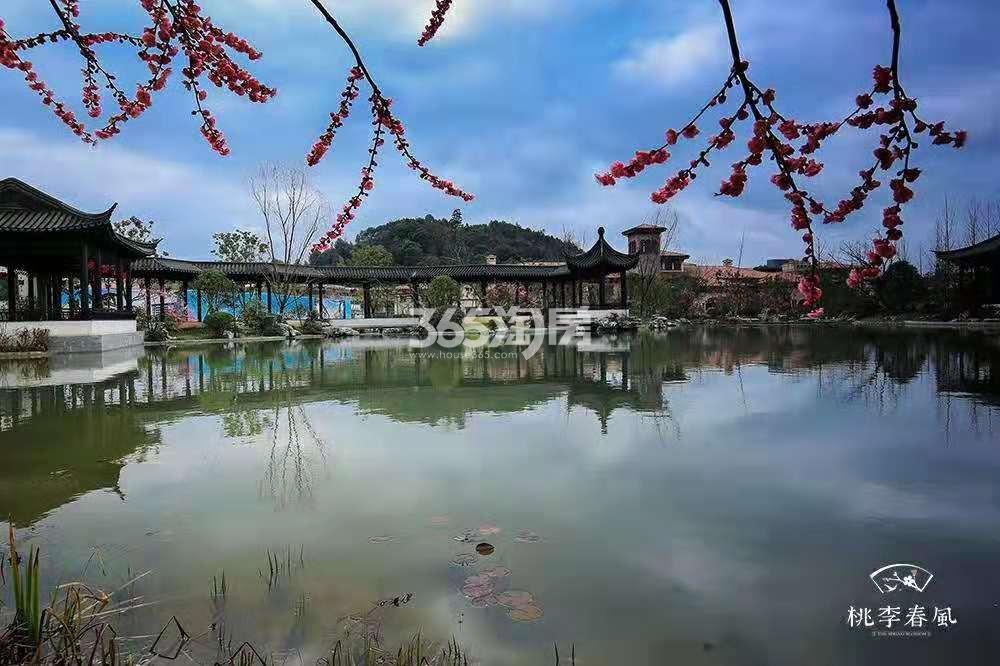 青云山居青云山居桃李春风实景（2019.03）