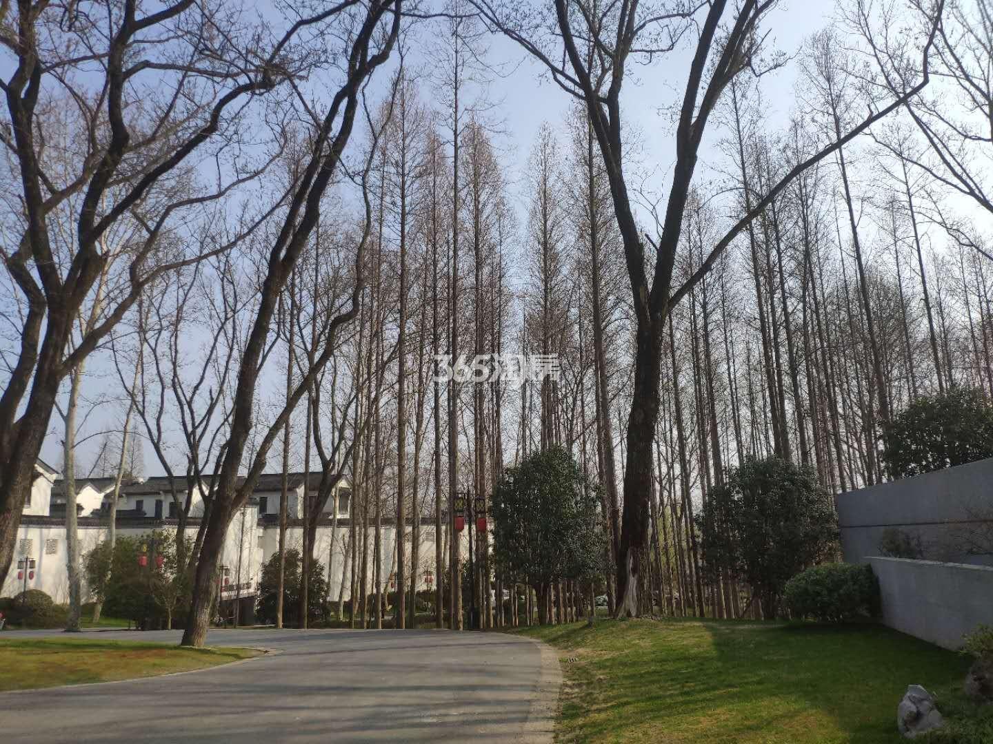绿城南京桃花源自然风光实景图（6.26）_南京绿城南京桃花源_南京新房网_365淘房