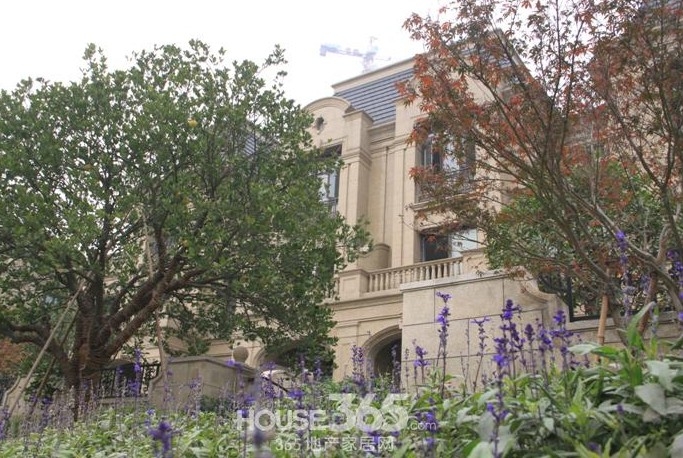 顺发恒园排屋绿化实景图 2014年11月摄